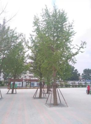 邳州森林木苗圃场与你共同打造美丽城市,建设舒心家园,诚信经营