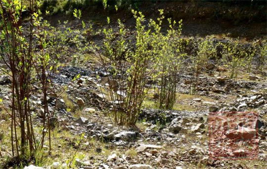 这个乱石渣场要变身样板森林!四川森林经营样板基地项目"点石成林"