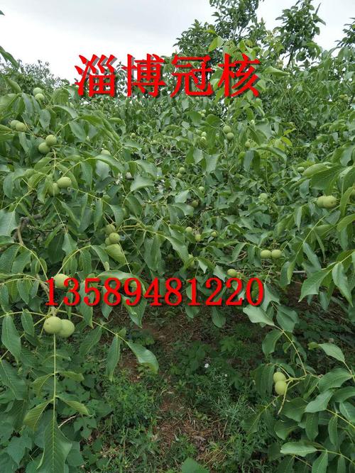 核桃树发展前景 种植核桃树利润 核桃树一亩地效益多少
